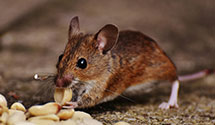 24 Hour & Emergency Exterminators in Kingston, OK